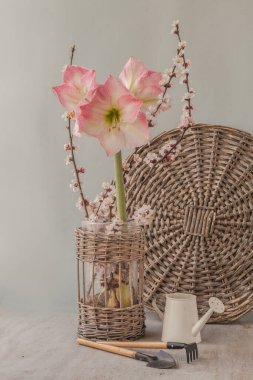 Bahar kavramı - çiçek açan hippeastrum (amarillis) 