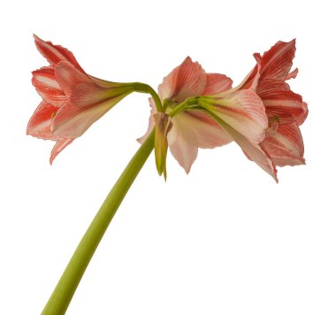 Çiçek Hippeastrum (amaryllis) Beyaz arkaplan üzerindeki elmas grubu 