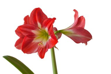 Beyaz zemin üzerinde kırmızı ve beyaz sonatini 'Göz Tutucu' (amaryllis) sonatı.