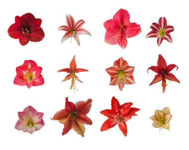 Beyaz bir arka planda kırmızı, çizgili, çift katlı pembe bir hippeastrum (amaryllis) seti. İzole edilmiş