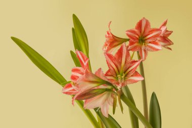 Yeşil arka planda Çiçek Hippeastrum (amaryllis) Elmas Grubu 