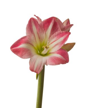 Beyaz arka planda ortaya çıkan Hippeastrum 'un (amaryllis) büyük çiçekli 