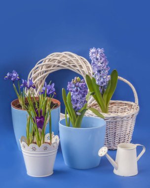 Mavi arka planda çiçek açan timsahlar, sümbüller ve iridodiktyum. Bahar tatilini tebrik etmek için arka plan.