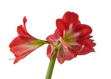 Beyaz arka planda Çiçek Hippeastrum (amaryllis) sonatini 'Göz Tutucu'.
