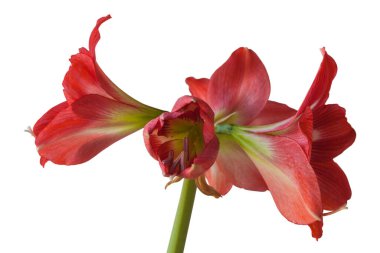 Beyaz arka planda Çiçek Hippeastrum (amaryllis) sonatini 'Göz Tutucu'.