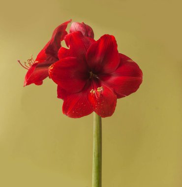 Altın arkaplanda koyu kırmızı Amaryllis Hippeastrum