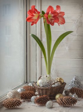 Kış penceresi çiçek açan kırmızı hippeastrum (amomrillis) ve Noel süslemeleri ve çelenklerle süslenmiş..