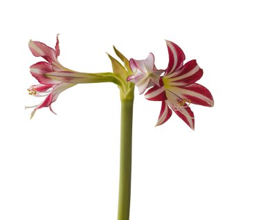 Beyaz arka planda çiçek çizgili Hippeastrum (amarillis) beyaz ve kırmızı menekşe trompet grubu 
