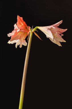 Siyah bir arkaplan üzerindeki Blooming Hippeastrum (amaryllis) 
