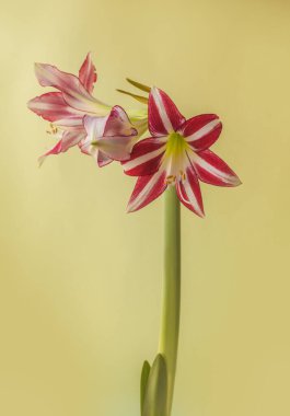 Çiçek çizgili Hippeastrum (amarillis) altın arkaplanda beyaz ve kırmızı menekşe trompet grubu 