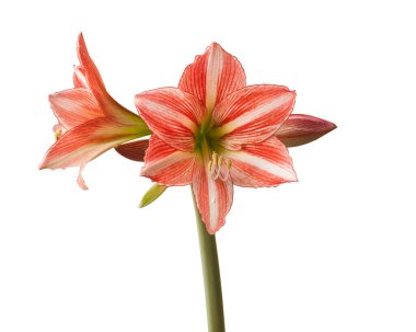 Blooming Hippeastrum (Amaryllis) Beyaz zemin üzerindeki elmas grubu 