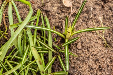 Bud Crocus vernus 'Pickwick' in yağmurlu bir günde baharın başında bahçede.
