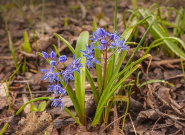 Çiçek mavisi Scilla bifolia Mart ayı başlarında bahçede