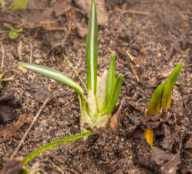 Bud Crocus vernus 'Pickwick' in yağmurlu bir günde baharın başında bahçede.