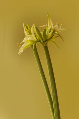 Çiçek Hippeastrum (amarillis) yeşil ve sarı Örümcek Grubu 