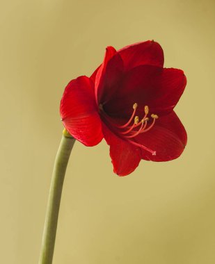 Altın arkaplanda koyu kırmızı Amaryllis Hippeastrum