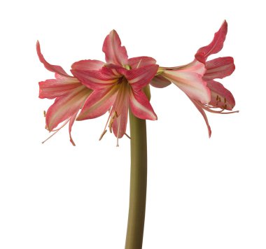 Beyaz bir arka planda çiçek açan pembe ve beyaz bir hippistrum (amaryllis) Pinkolo.