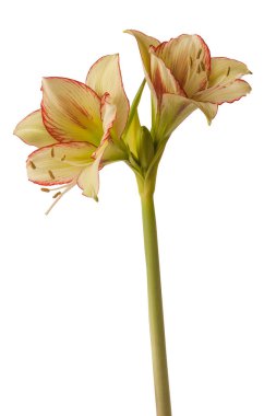 Bloom Amaryllis Hippeastrum Ratatouille Rascal beyaz arka planda izole edildi