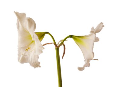 Beyaz arka planda çiçek açan beyaz Hippeastrum (amaryllis) Galaksi Grubu, izole edilmiş