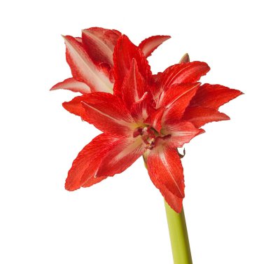 Beyaz arkaplanda çiçek beyazı ve kırmızı Hippeastrum (amaryllis) Çift Gökada grubu 'Splash' izole edilmiş.