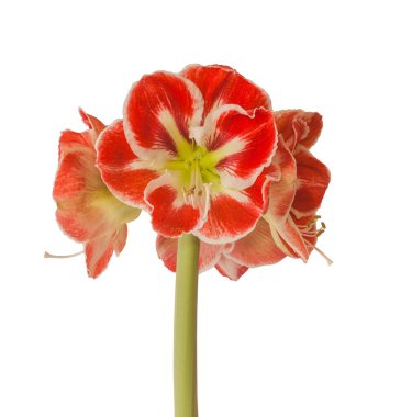 Blooming Hippeastrum (amaryllis) 