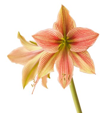Amaryllis (Hippeastrum) Kelebek Grubu 