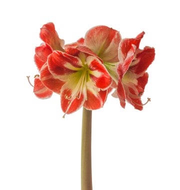 Blooming Hippeastrum (amaryllis) 