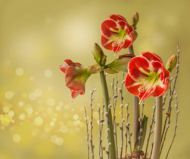 Çiçekli Hippeastrum (amarillis) Samba Galaksi Grubu ve söğüt dalları arilit sarı arka planda
