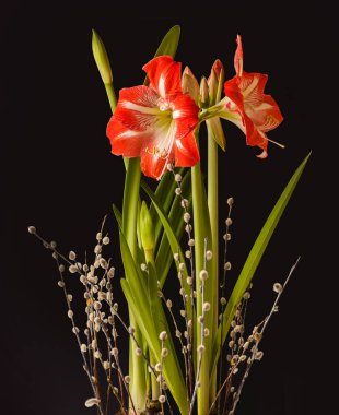 Blooming Hippeastrum (amaryllis) 