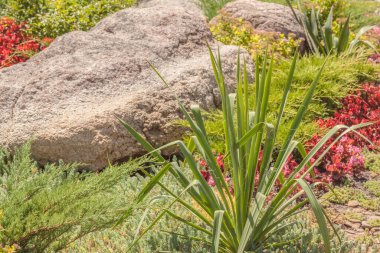 Güneşli bir günde çiçek tarhında ardıç ve taşın arka planında Yucca