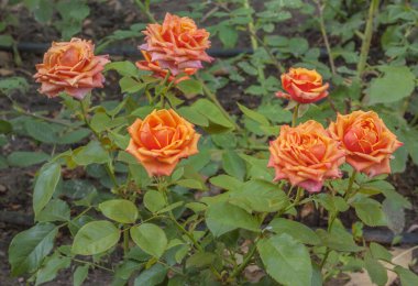 Yaz parkında açan turuncu gül çalısı