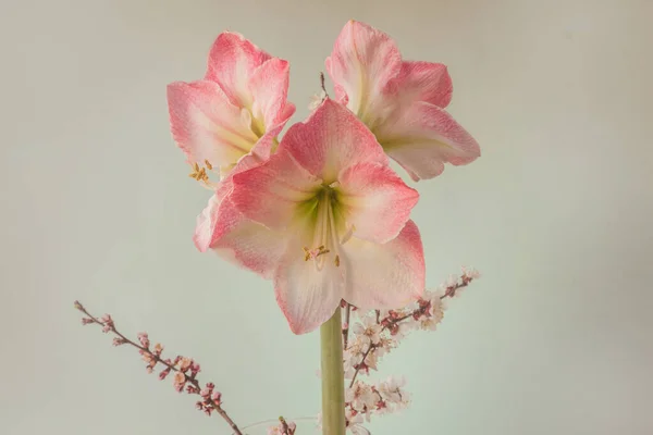 Flor Rosa Blanco Hippeastrum Amarilis Grupo Galaxy Caprice Ramas Albaricoque — Foto de Stock