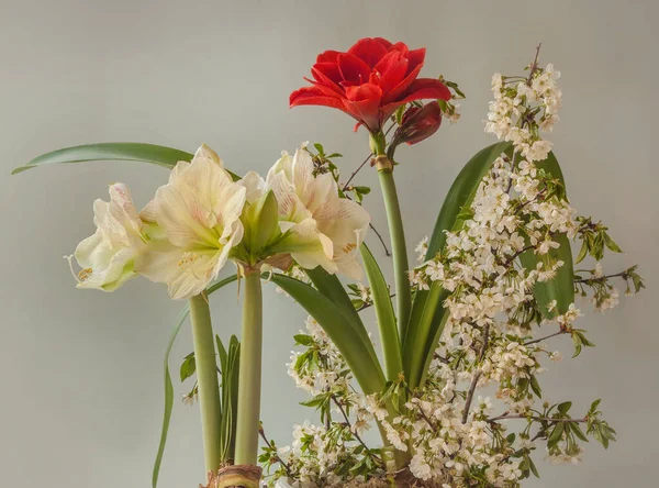 Bloeiende Rode Witte Hippeastrum Amaryllis Kersentakken Een Grijze Achtergrond Voorjaarsconcept — Stockfoto