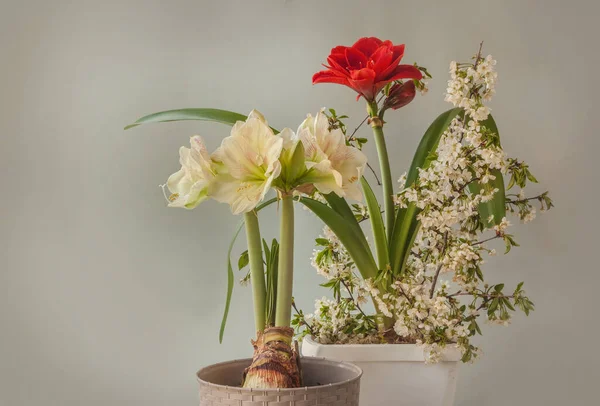 Bloeiende Rode Witte Hippeastrum Amaryllis Kersentakken Een Grijze Achtergrond Voorjaarsconcept — Stockfoto