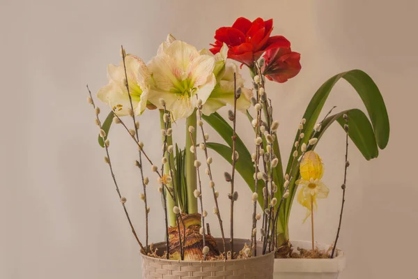 Virágzó Hippeastrum Amaryllis Fűzfa Ágak Húsvéti Tojás Dekoráció Húsvét Fogalma — Stock Fotó