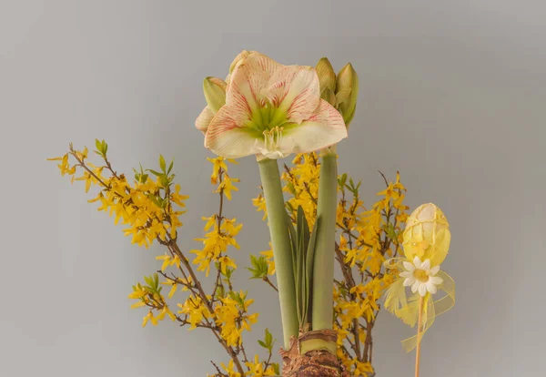 Tavasz Fogalma Virágzó Hippeasztrum Amaryllis Claire Hercegek Virágzó Forsythia Ágak — Stock Fotó