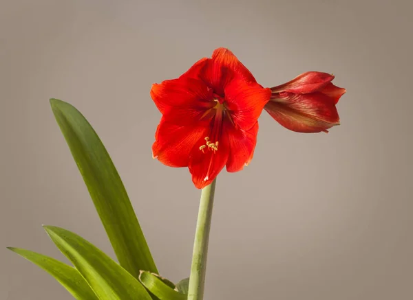 Blooming Red Hippeastrum Amaryllis Missing Angel Galaxy Group Grey Background — Stock Photo, Image