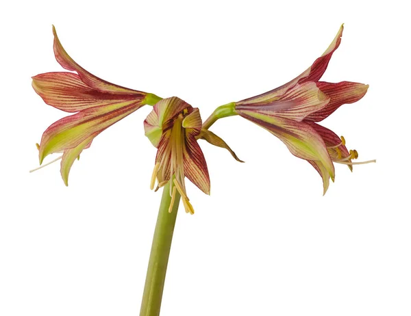 Άνθος Hippeastrum Amarillis Πράσινο Και Κόκκινο Πεταλούδα Ομάδα Mystica Λευκό — Φωτογραφία Αρχείου