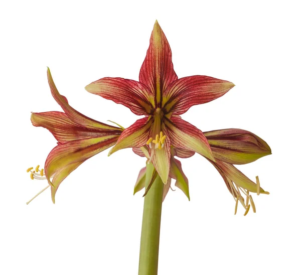 Άνθος Hippeastrum Amarillis Πράσινο Και Κόκκινο Πεταλούδα Ομάδα Mystica Λευκό — Φωτογραφία Αρχείου