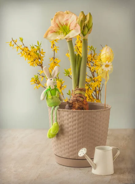Concepto Primavera Hippeastrum Floreciente Amarilis Princes Claire Junto Figura Del — Foto de Stock