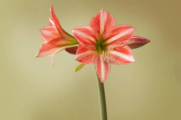 Blooming Hippeastrum Amaryllis Diamond Group Παραμύθι Λευκό Φόντο Απομονωμένο — Φωτογραφία Αρχείου