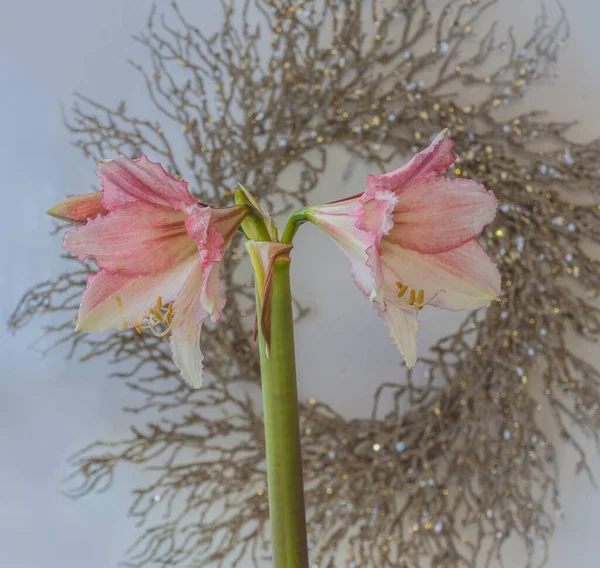 Blühendes Pinkfarbenes Hippeastrum Amaryllis Tinkerbell Vor Dem Hintergrund Eines Weihnachtskranzes — Stockfoto