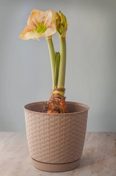 Bloeiende Romige Rode Nijlpaard Amaryllis Prinsen Claire Plastic Pot Grijze — Stockfoto