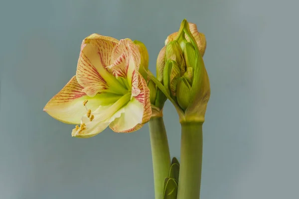 Fiore Cremoso Rosso Hippeastrum Amaryllis Principi Claire Sfondo Grigio — Foto Stock