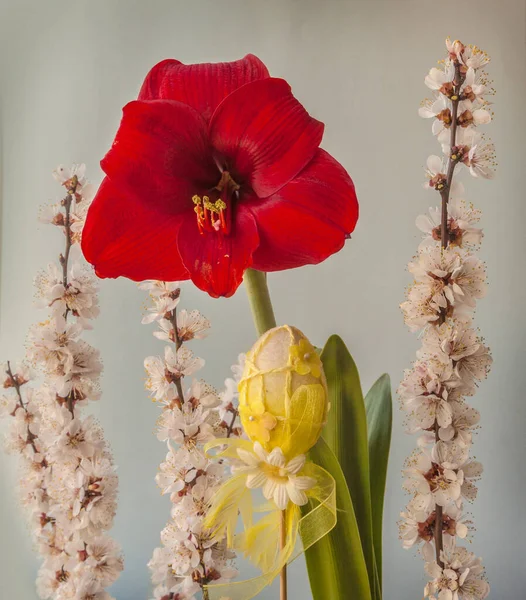 Virágzó Sötét Vörös Hippeastrum Amaryllis Kerti Dekorációval Virágzó Sárgabarack Ágakkal — Stock Fotó
