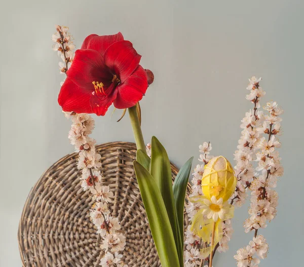 Virágzó Sötét Vörös Hippeastrum Amaryllis Kerti Dekorációval Virágzó Sárgabarack Ágakkal — Stock Fotó