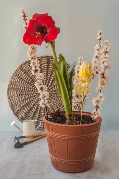 Floración Hippeastrum Rojo Oscuro Amarilis Con Decoración Jardín Ramas Albaricoque — Foto de Stock