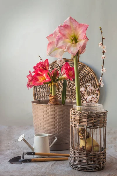 Hippeastrum Floreciente Amarilis Cerca Una Regadera Decorativa Herramientas Jardín Sobre — Foto de Stock