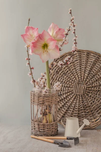 Concepto Primavera Hippeastrum Floreciente Amarilis Caprice Junto Regadera Blanca Decorativa — Foto de Stock