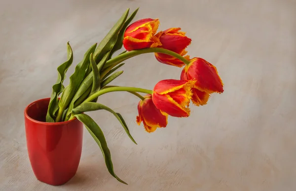 Красные Тюльпаны Красной Вазе Сером Фоне — стоковое фото